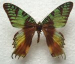 Urania ripheus abberation (Internet Image property of respective owner, non-commercial use only)